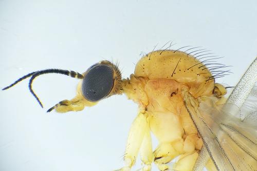 Réf. 275 967 : Sylvicola cinctus